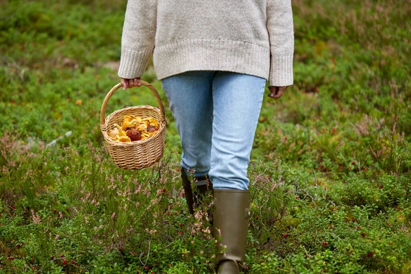 Женщина с корзиной собирает грибы в лесу — стоковое фото