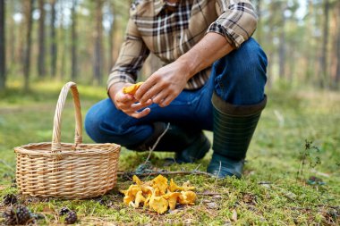 man with basket picking mushrooms in forest clipart