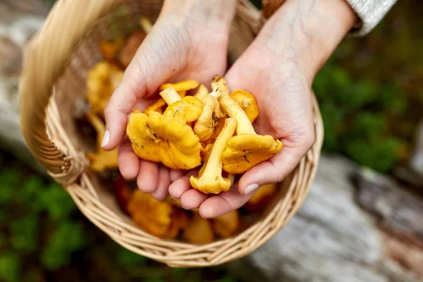 Primo piano di donna che tiene funghi di cantarello — Foto Stock