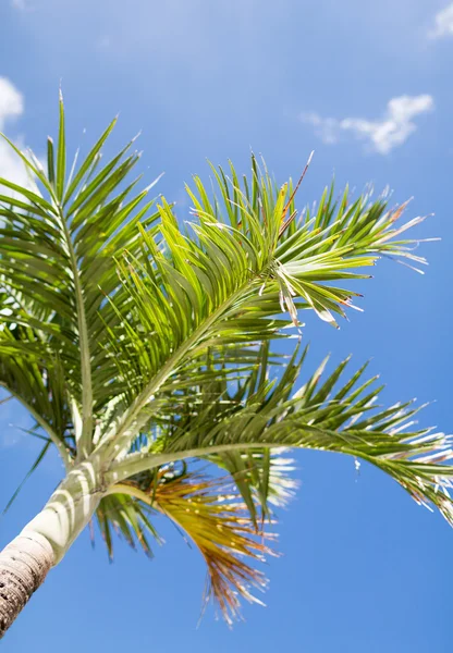 Пальма над голубым небом с белыми облаками — стоковое фото