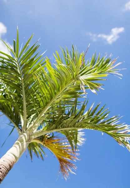 Palmera sobre el cielo azul con nubes blancas — Foto de Stock