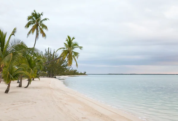 Tropisk strand med palmer — Stockfoto