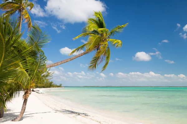 Playa tropical con palmeras —  Fotos de Stock