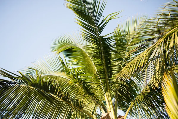 Palmier deasupra cerului albastru cu nori albi — Fotografie, imagine de stoc