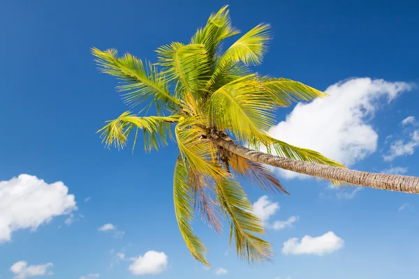Palmowe drzewo w błękitne niebo, białe chmury — Zdjęcie stockowe