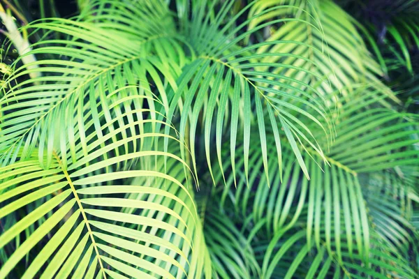 Close-up van palm tree bladeren — Stockfoto