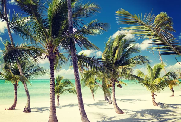 Tropická pláž s palmami — Stock fotografie