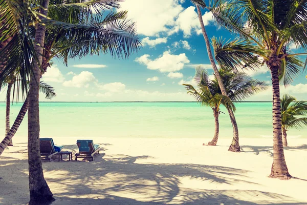 Tropical beach with palm trees — Stock Photo, Image