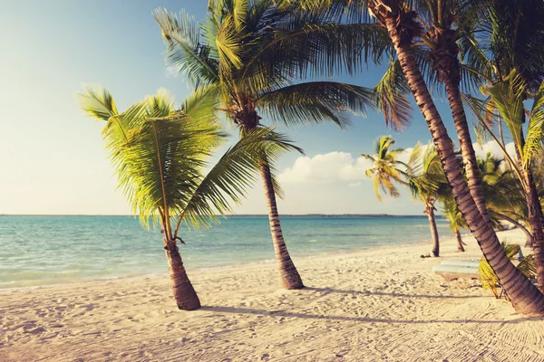 Tropical beach with palm trees — Stock Photo, Image