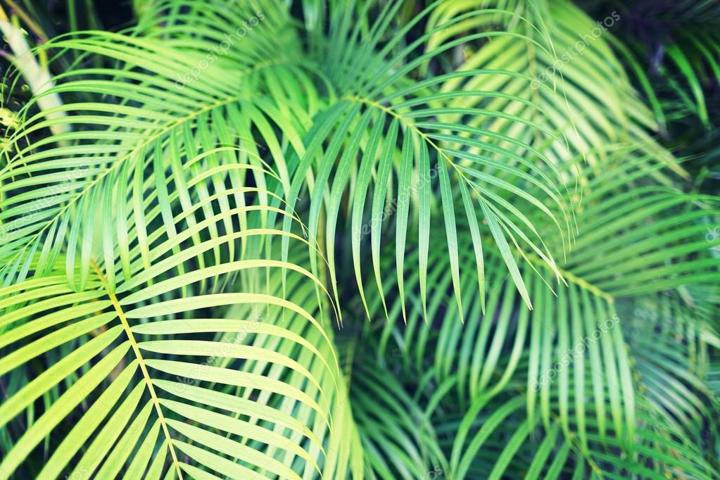 Closeup of palm tree leaves Stock Photo by ©Syda_Productions 52625545