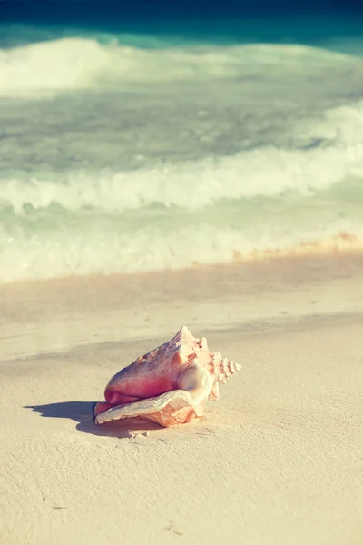 地处热带的海滩上的贝壳的特写 — 图库照片