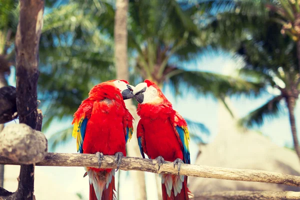 Couple of red parrots sitting on perch — Stock Image Couple of red parrots sitting on perch Royalty Free Stock Images