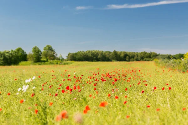 Summer blooming poppy field — Stock Photo, Image