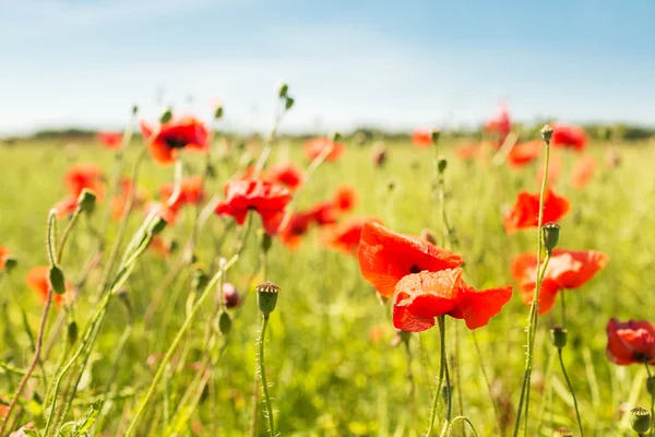 Sommaren blommande vallmo fält Stockbild