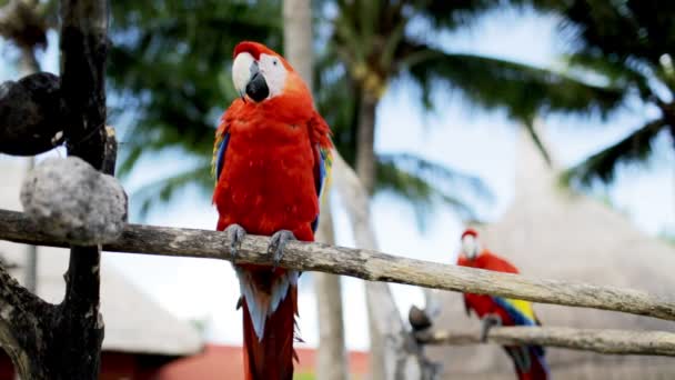 Primer plano de dos loros rojos sentados en la perca — Vídeos de Stock