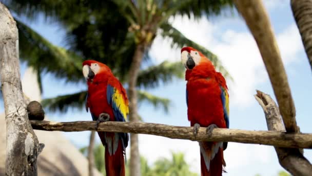 Nahaufnahme von zwei roten Papageien, die auf Barschen sitzen — Stockvideo