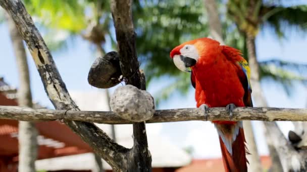 Närbild på röd papegoja sitter på abborre — Stockvideo