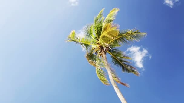 Пальма над блакитним небом з білими хмарами — стокове відео