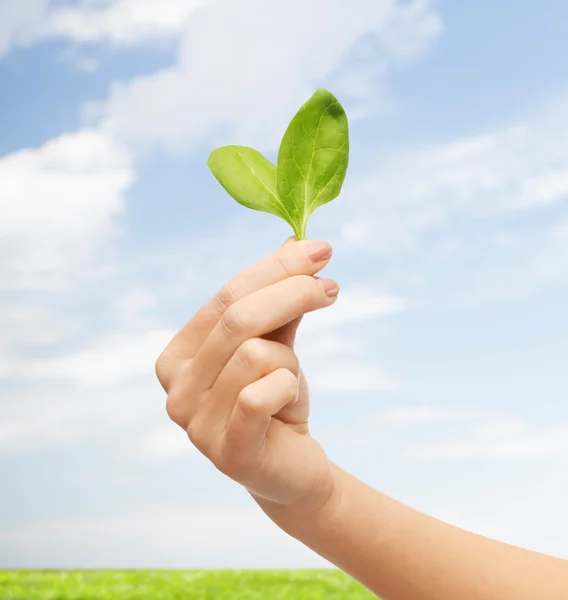 Close up van vrouw hand met groene spruit — Stockfoto