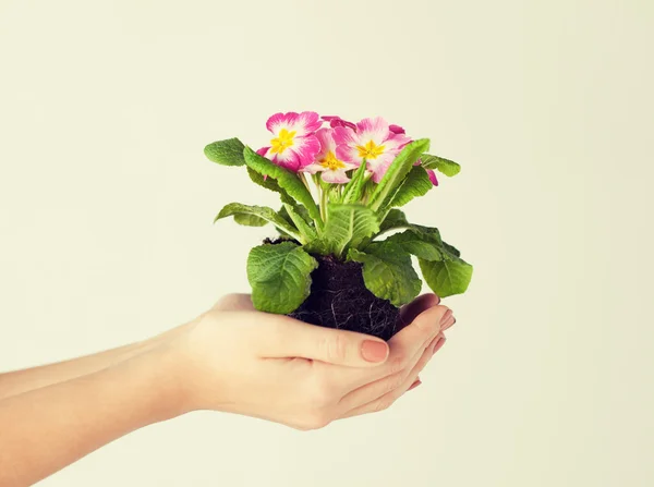 Le mani delle donne che tengono il fiore nel terreno — Foto Stock