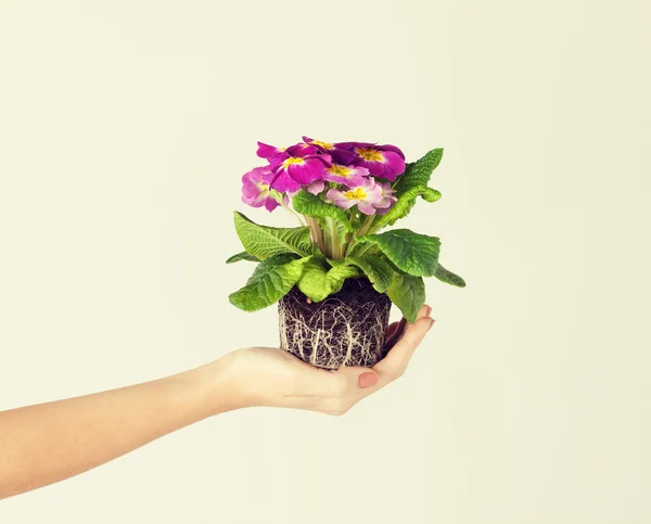 Dames handen met bloem in de bodem — Stockfoto