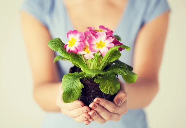 Las manos de las mujeres sosteniendo flor en el suelo — Foto de Stock