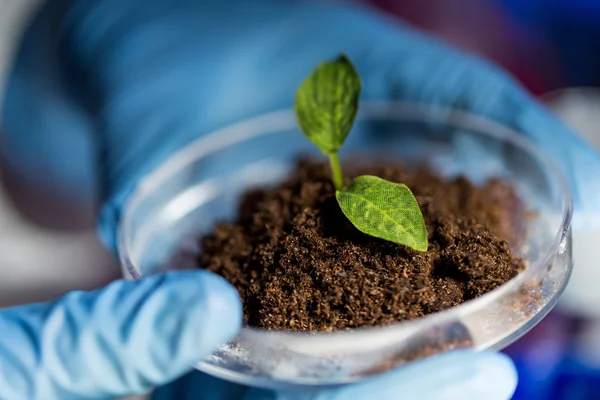 Perto de mãos com planta e solo em laboratório — Fotografia de Stock