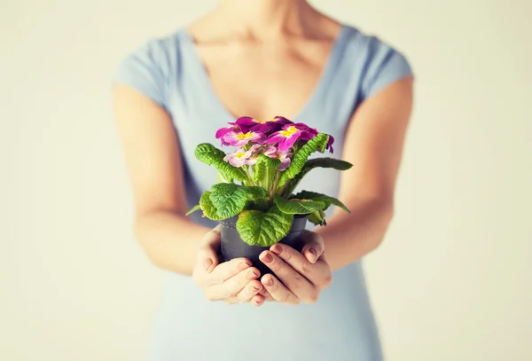 Las manos de las mujeres sosteniendo flor en olla — Foto de Stock