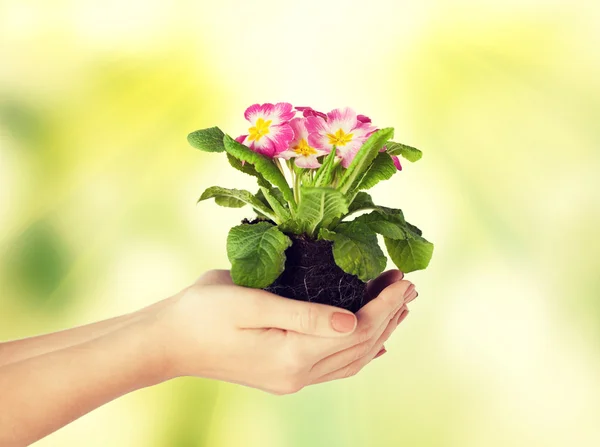Womans hands holding flower in soil — Stock Photo, Image