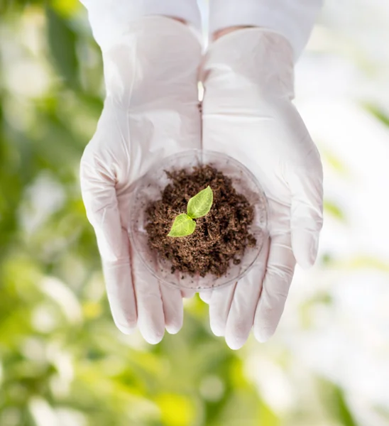 Gros plan des mains du scientifique avec la plante et le sol — Photo