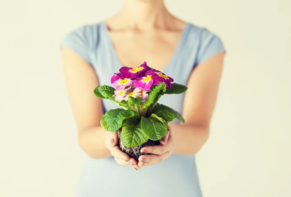 Las manos de la mujer sosteniendo la flor en tierra — Foto de Stock