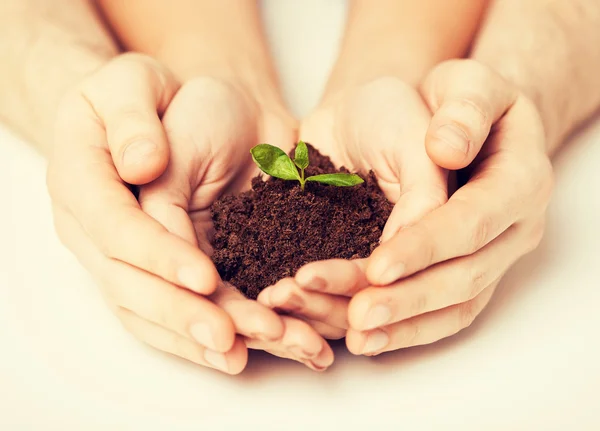 Hands with green sprout and ground — Stock Photo, Image