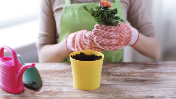 Primer plano de las manos de la mujer plantando rosas en maceta — Vídeos de Stock