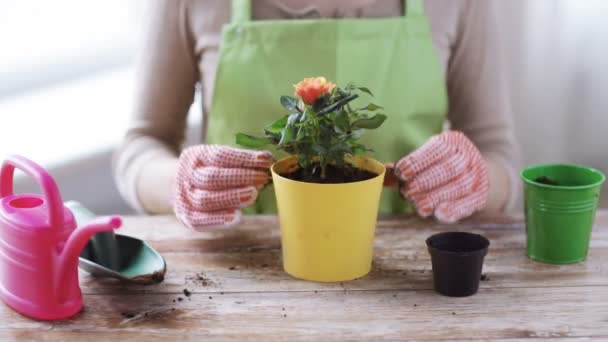 Primer plano de las manos de la mujer plantando rosas en maceta — Vídeo de stock