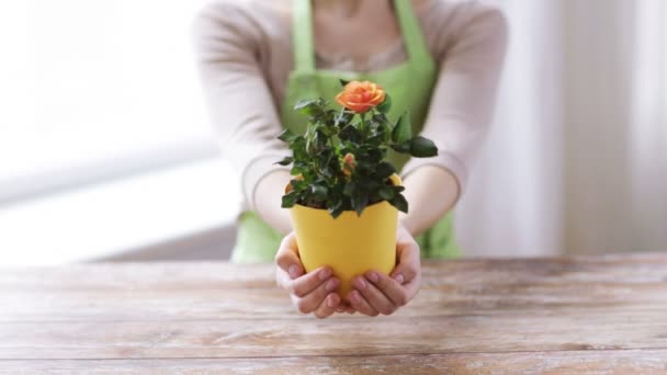 Close up of woman hands holding roses bush in pot — Stock Video