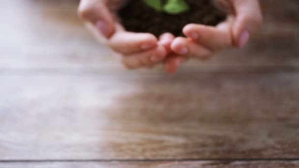 Close up of woman hands holding soil with sprout — Stock Video