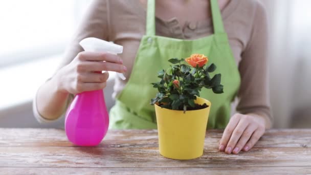 Close up of woman hands spraying roses in pot — Stock Video