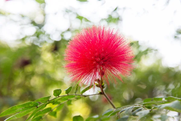 Schöne exotische Blume — Stockfoto