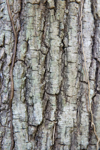 Tree trunk bark texture — Stock Photo, Image