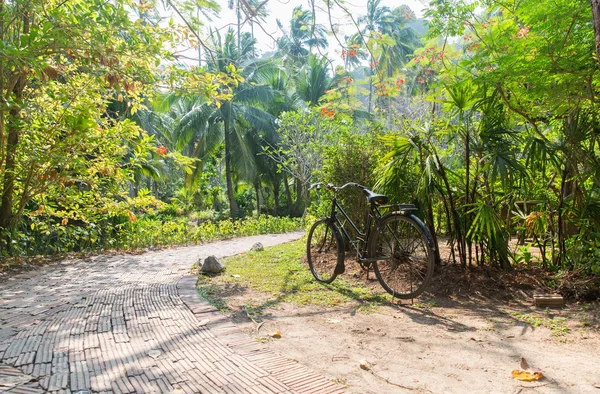 Велосипед на шоссе в тропическом парке — стоковое фото