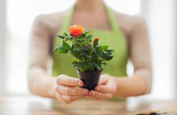 Close up of woman hands holding roses bush in pot — Stock Photo, Image