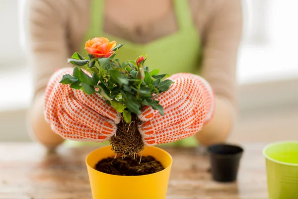 Primer plano de las manos de la mujer plantando rosas en maceta —  Fotos de Stock