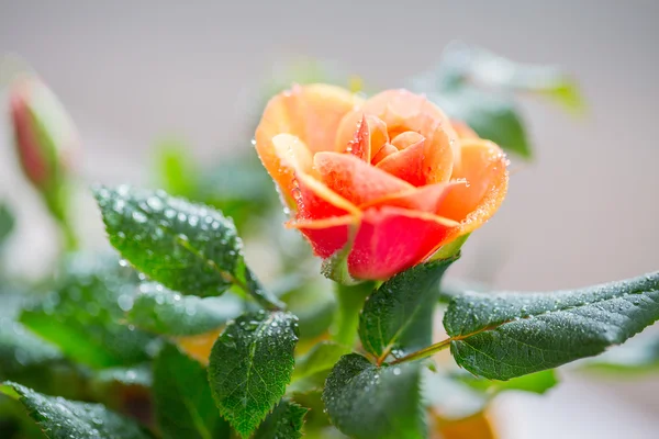 玫瑰花的近景 — 图库照片