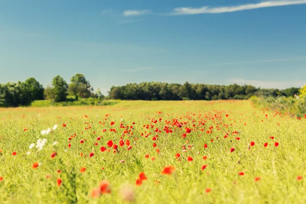 Summer blooming poppy field — Stock Photo, Image