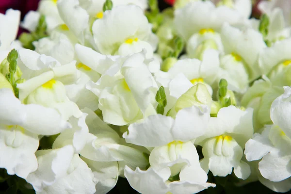 Beautiful white flowers at summer garden — Stock Photo, Image
