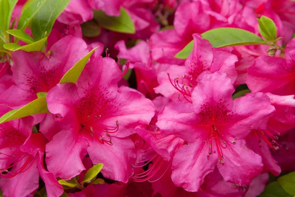 Belles fleurs rouges au jardin d'été — Photo