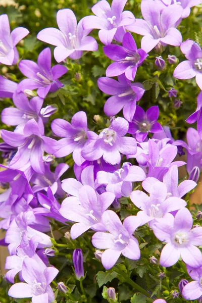 Bellas campanillas en el jardín de verano —  Fotos de Stock