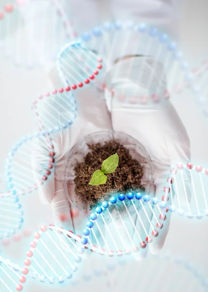 Close up of scientist hands with plant and soil — Stock Photo, Image