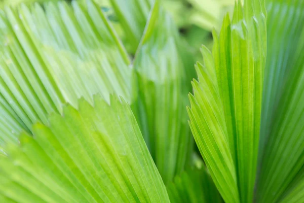 Folhas de palmeira verde — Fotografia de Stock