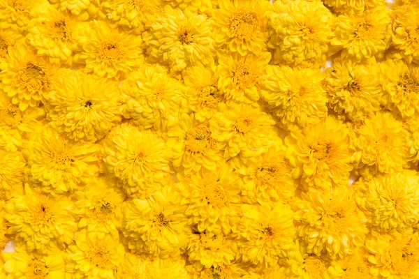 Schöne Chrysanthemen Blumen — Stockfoto